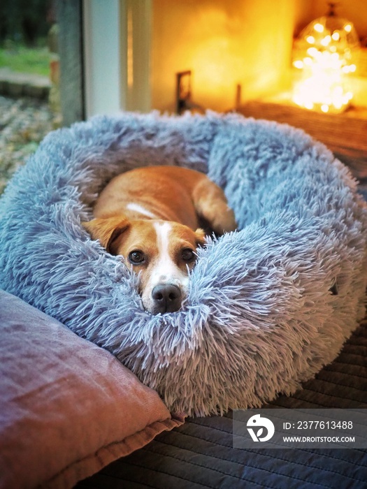 Young beagle in fluffy bed