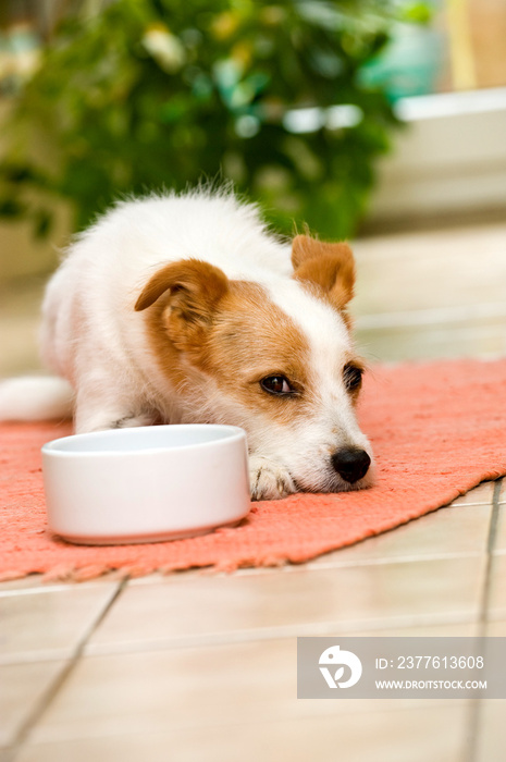 Terrier wartet auf Futter