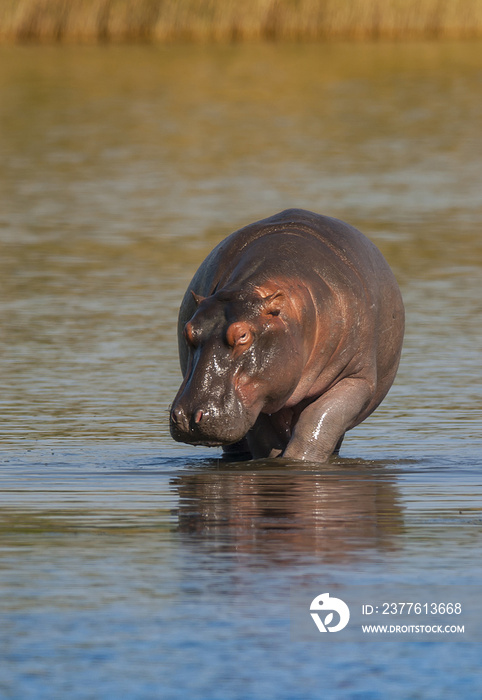 HIPPOPOTAMUS AMPHIBIUS, South Africa