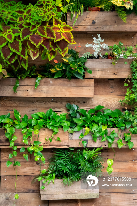 Green plants decorate on wood wall