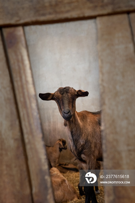 Goat organic farming and lambing industry.