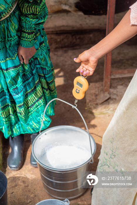 Two young african women weighing milk pail, next to cowshed