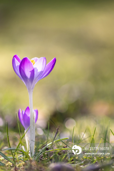 Filigree pink crocus flower blossoms in green grass are pollinated by flying insects like honey bees or flies in spring time as close-up macro with blurred background in garden landscape blooming wild