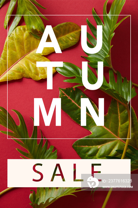 Top view of tropical green leaves on red background with autumn sale illustration