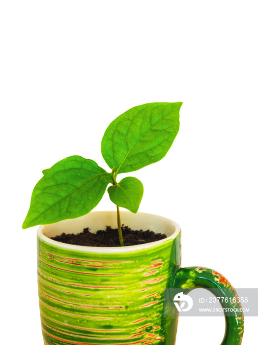 A young green sprout in a bright cup on a white background, closeup.