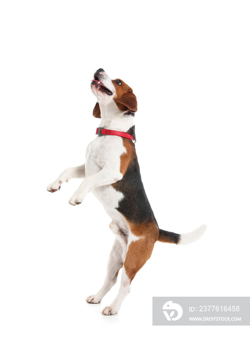 Cute Beagle dog jumping on white background