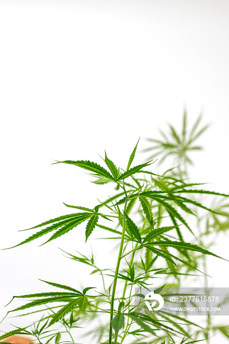 Cannabis seedlings are cultivated and used to extract cannabis oil to aid in the treatment of certain diseases in which patients cannot be treated with drugs.