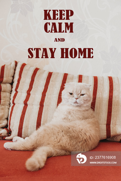 Keep calm and stay home quote banner with text. Funny scottish fold cream cat lies on a sofa.