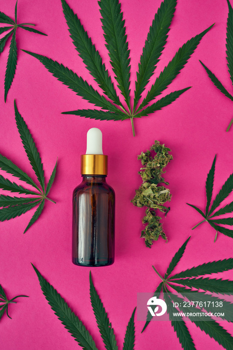 Cannabis leaves, buds and oil bottle on pink