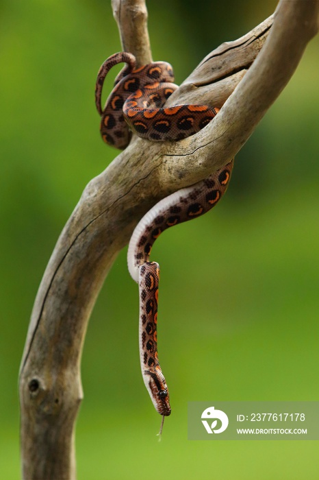 The Rainbow Boa (Epicrates cenchria cenchria) hanging from the branch.