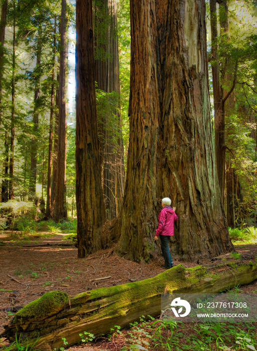 A woman in a red coat beside a giant redwood tree in a redwoo forest just north of Mendocino, CA