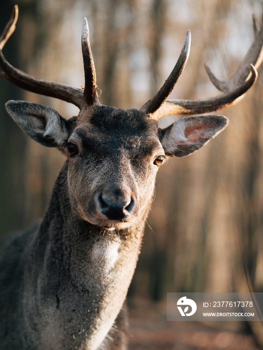 deer in the woods, head of deer.