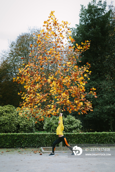 Sporty young woman exercising and stretching under a tree in autumn at city park. Female athlete in outdoor fitness workout.