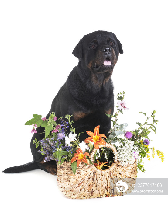 dog and flowers