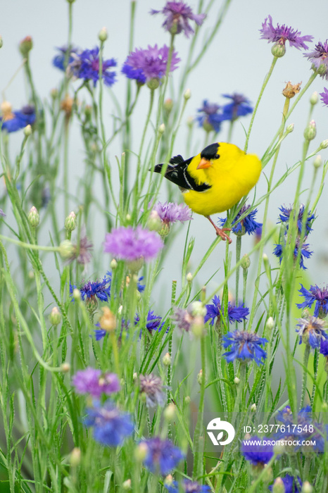 a gold finch on bachelor button flowers