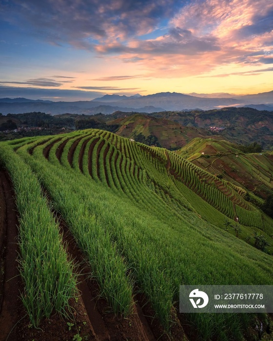 vineyard at sunset