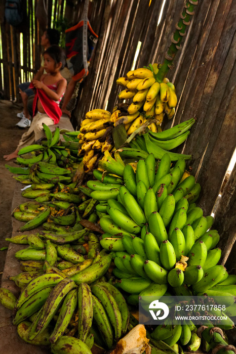 Bunch of bananas in Shuar village, Ecuadorian Amazon