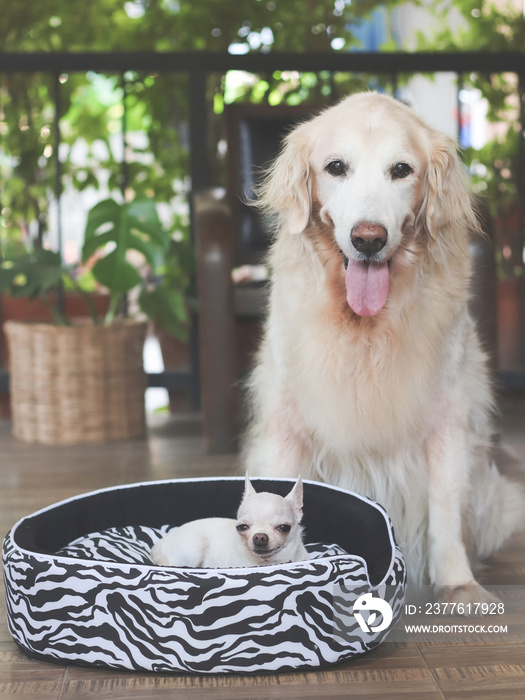 big golden retriever dog sitting by small chihuahua dog lying in dog bed smiling and looking at camera.Two dogs in balcony with house plants.