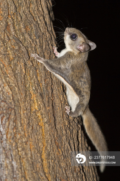 Southern Flying Squirrel