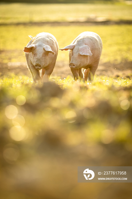 Pigs eating on a meadow in an organic meat farm - wide angle lens shot