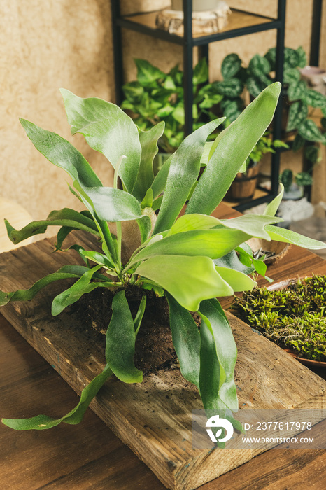 Preparing to Mount Staghorn Fern on Board