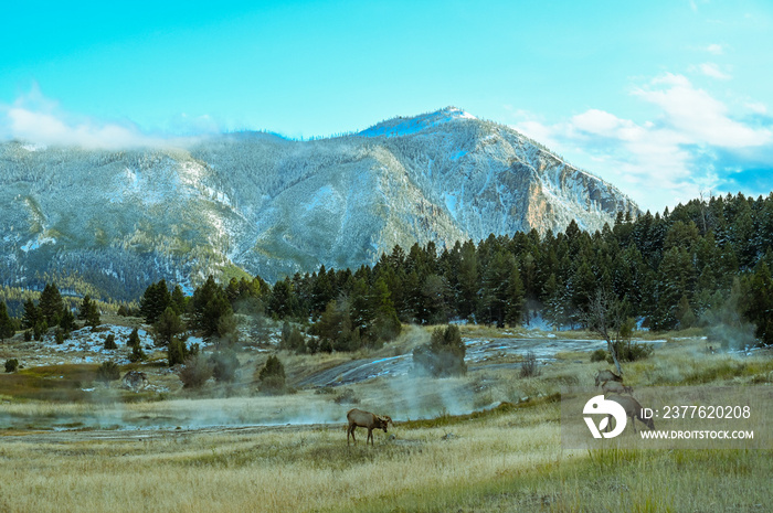 Elk in front Distant Peak