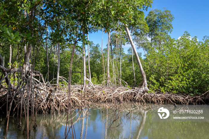 Mangrove forest in National Park los Haitises Dominican Republic, River through mangrove forest with many mangrove trees on sunny day