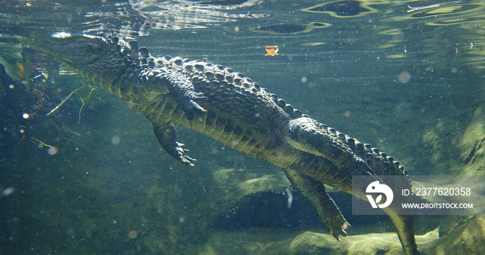 Alligator swim at water tank