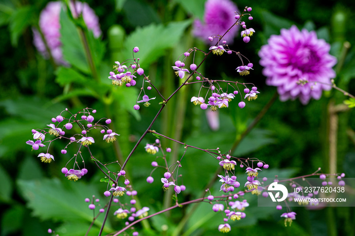 Many pink flowers and Chinese meadow-rue flowers with beautiful round buds.