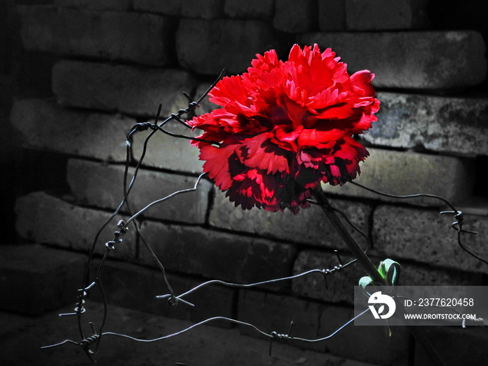 Red carnation in barbed wire on a background of gray bricks. Jail.