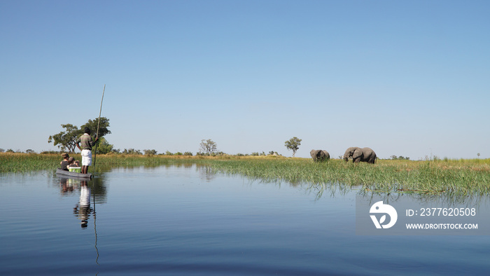 Elephants roaming in the wetlands of the Okavango Delta in Botswana, Africa.