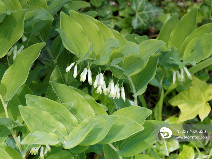 Polygonatum multiflorum