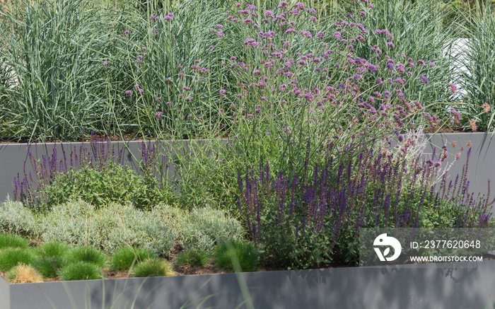 Moderne Gartengestaltung mit Gräsern und Stauden