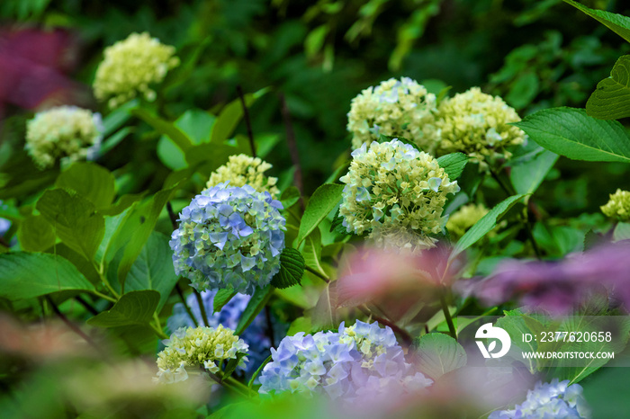 Beautiful purple and blue color Hydrangea macrophylla serrsta flowers in the garden at early summer.