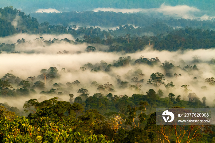 RAINFOREST OF DANUM VALLEY NATIONAL PARK, BORNEO, MALAYSIA