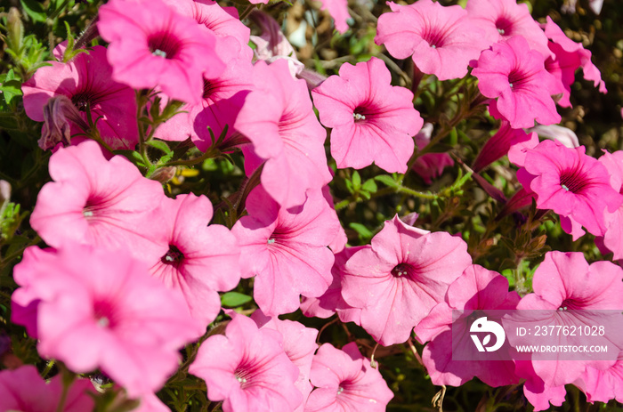 Closeup of pink petunia flowers bloom in the garden