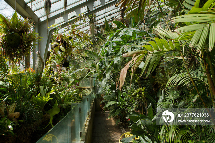 Royal Botanical Garden of Madrid, Spain, panorama view. Inside the tropical greenhouse. Beautiful green flora everywhere.