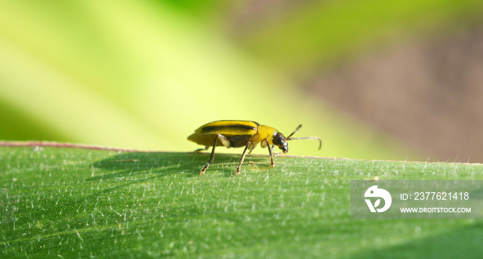 On the plant Western corn beetle