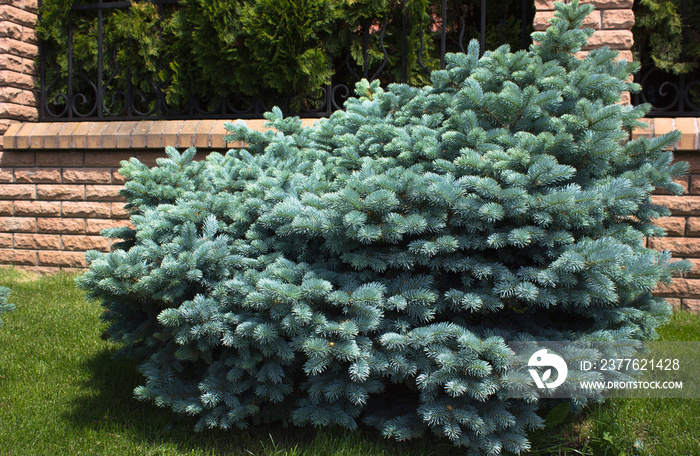 Picea pungens ’Glauca Globosa’ globe globosa nature picea plant pungens spruceConiferous blue landscape design