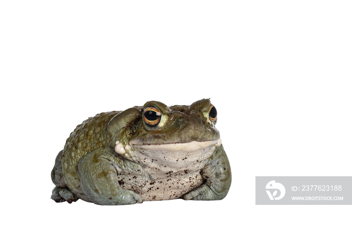 Bufo Alvarius aka Colorado River Toad, sitting facing front. Looking ahead with golden eyes. Isolated cutout on transparent background.