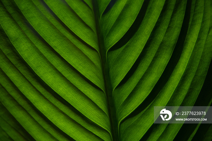 green leaf texture