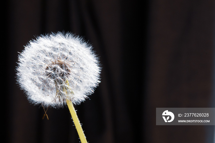 Dandelion macro background. Naturalistic background with dandelion flower blossom in wildlife. ephemeral and transient concept image.