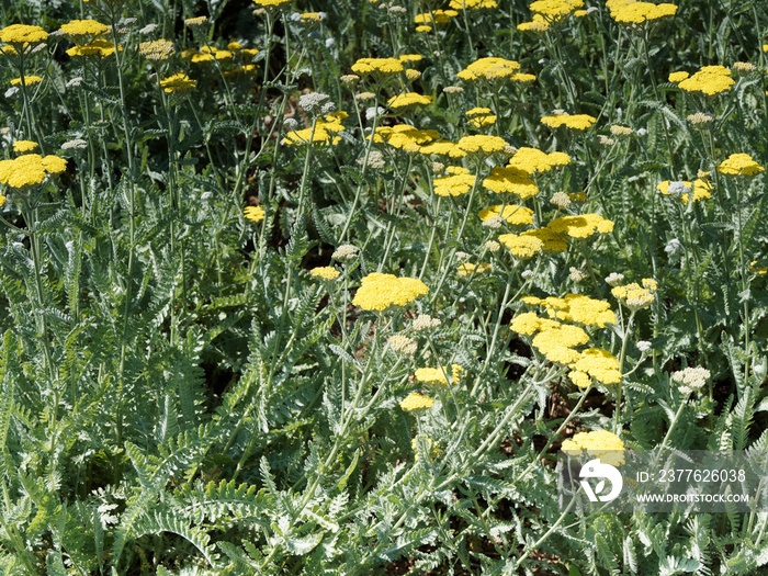 Achillea filipendulina, Fernleaf yarrow. Flower stalks with flat terminal inflorescences, golden yellow, slightly rounded on stems covered of  fern-like foliage