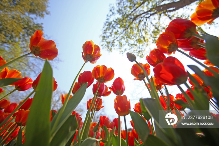 Tulips (Tulipa) form a genus of spring-blooming perennial herbaceous bulbiferous geophytes