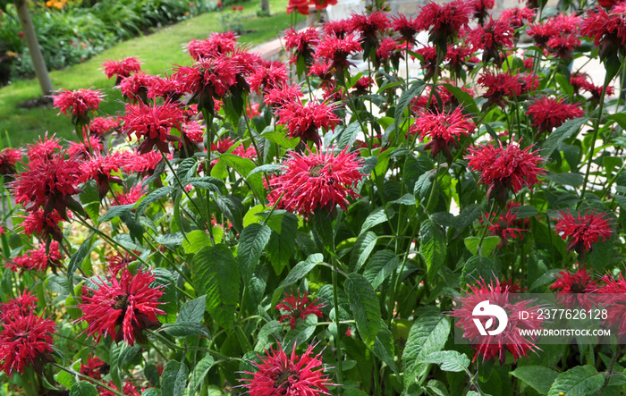 In the garden red flowers in bloom monarda