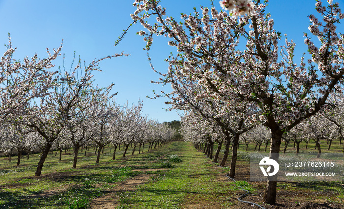 Flowering plum trees