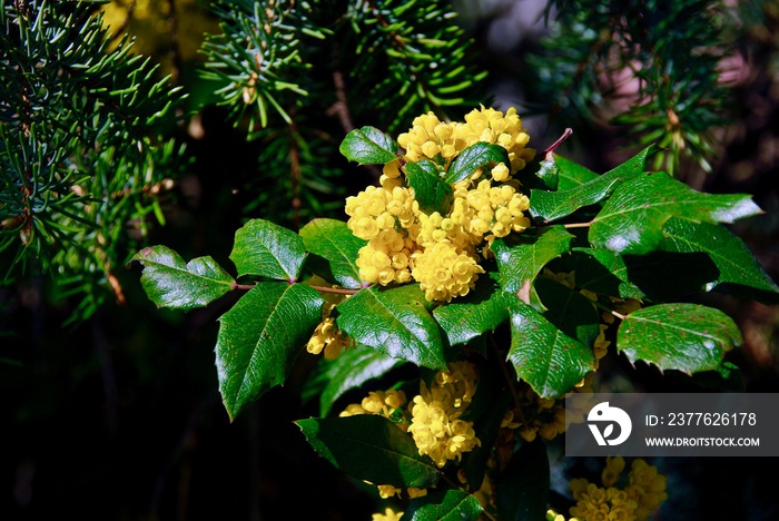 The evergreen plant mahonia aquifolium with yellow blooming in spring grows in front of conifer.