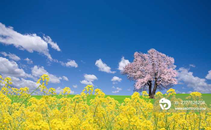 菜の花と桜の木