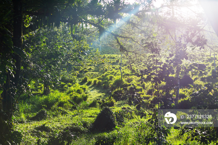 Jungle in Costa Rica