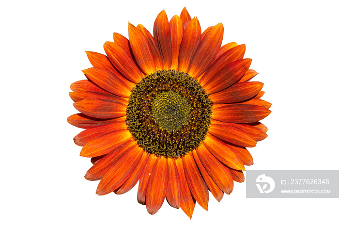 Sunflower ’Moulin Rouge F1’ red flower isolated on white.